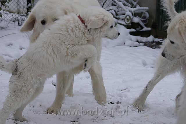 podhalan_04782.jpg - Owczarek Podhalański - od lewej: KOKIETKA KESSI Badziar, PRZYMILNY PERS Badziar, BAŁAMUTKA  BEJA Badziar