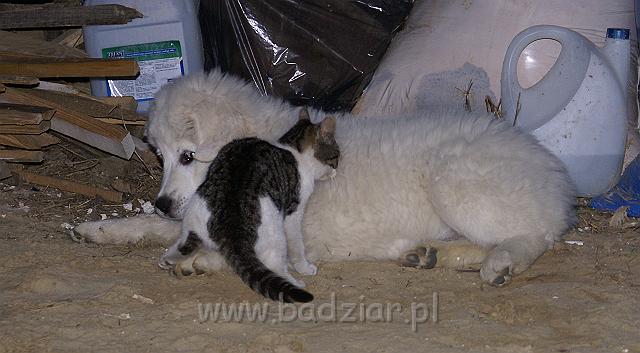 podhalan_04975.jpg - Owczarek Podhalański - KOKIETKA KESSI Badziar