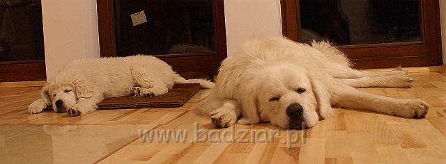 podhalan_04984.jpg - Owczarek Podhalański - od lewej KOKIETKA KESSI Badziar i PRZYMILNY PERS Badziar