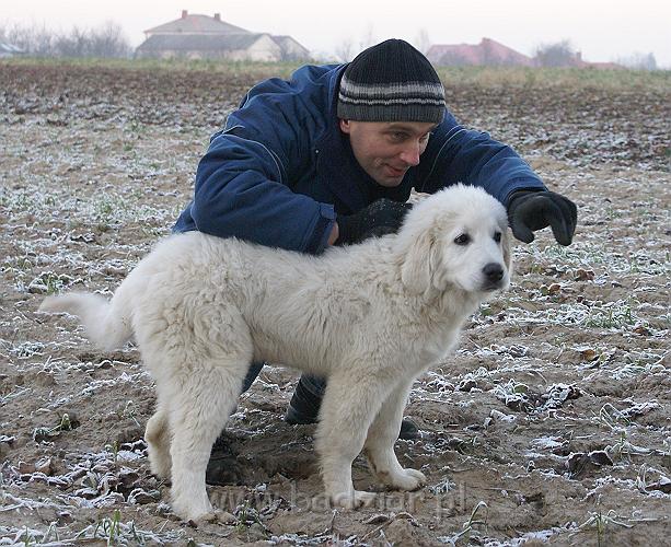 podhalan_05104.jpg - Owczarek Podhalański - KOKIETKA KESSI Badziar (4 miesiące)