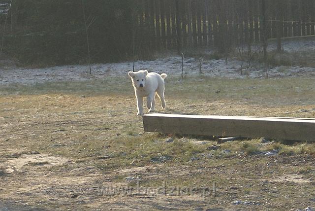 podhalan_05123.jpg - Owczarek Podhalański - KOKIETKA KESSI Badziar (4 miesiące)