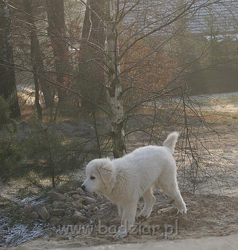 podhalan_05128.jpg - Owczarek Podhalański - KOKIETKA KESSI Badziar (4 miesiące)