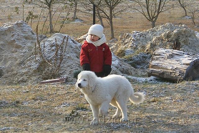 podhalan_05133.jpg - Owczarek Podhalański - KOKIETKA KESSI Badziar (4 miesiące)
