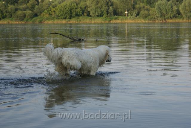 podhalan_05619.jpg - Owczarek Podhalański - KOKIETKA KESSI Badziar (10 miesięcy)