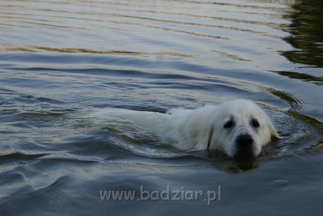 podhalan_05661.jpg - Owczarek Podhalański - KOKIETKA KESSI Badziar (10 miesięcy)