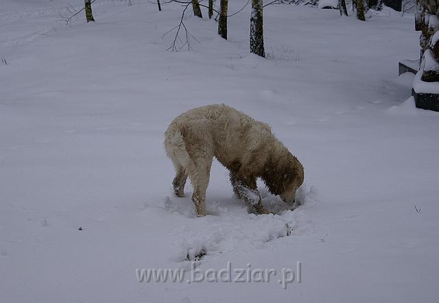 podhalan_05690.jpg - Owczarek Podhalański - KOKIETKA KESSI Badziar (5 miesięcy)