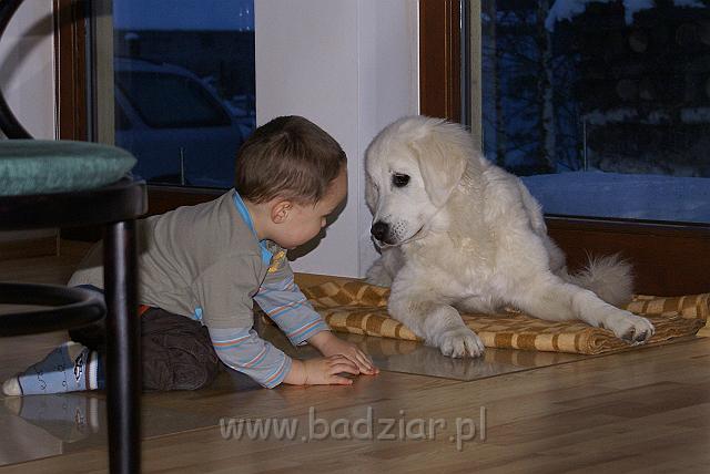 podhalan_05703.jpg - Owczarek Podhalański - KOKIETKA KESSI Badziar (5 miesięcy)