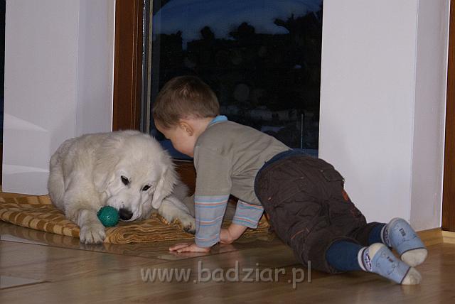 podhalan_05714.jpg - Owczarek Podhalański - KOKIETKA KESSI Badziar (5 miesięcy)