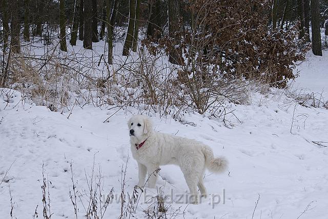 podhalan_05760.jpg - Owczarek Podhalański - KOKIETKA KESSI Badziar (5 miesięcy)