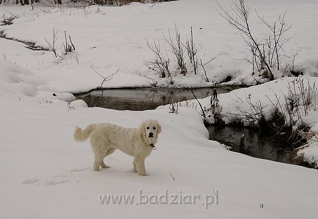 podhalan_05770.jpg - Owczarek Podhalański - KOKIETKA KESSI Badziar (5 miesięcy)