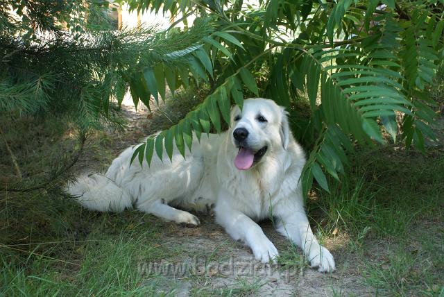 podhalan_05776.jpg - Owczarek Podhalański - KOKIETKA KESSI Badziar (10 miesięcy)