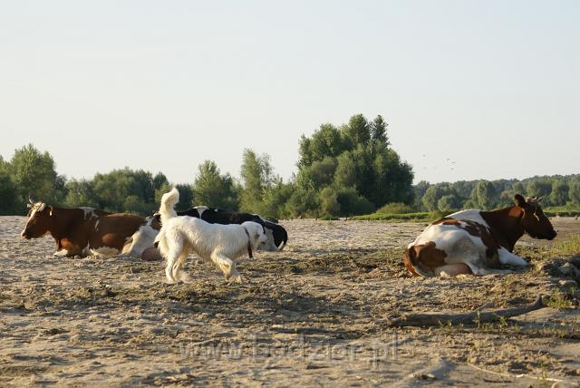 podhalan_05940.jpg - Owczarek Podhalański - KOKIETKA KESSI Badziar (11 miesięcy)