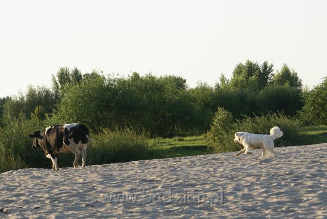 podhalan_05976.jpg - Owczarek Podhalański - KOKIETKA KESSI Badziar (11 miesięcy)