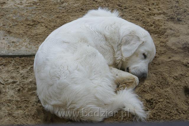 podhalan_08872.jpg - Owczarek Podhalański - KOKIETKA KESSI Badziar (14.5 miesiąca)