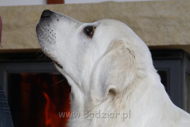 podhalan_08932.jpg - Owczarek Podhalański - KOKIETKA KESSI Badziar (14.5 miesiąca)
