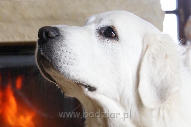 podhalan_08940.jpg - Owczarek Podhalański - KOKIETKA KESSI Badziar (14.5 miesiąca)