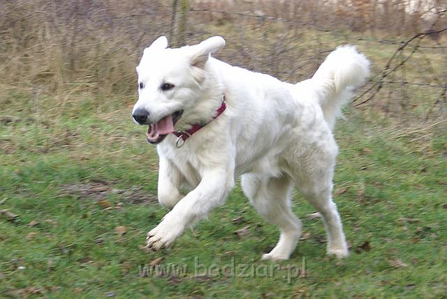podhalan_09014.jpg - Owczarek Podhalański - KOKIETKA KESSI Badziar (14.5 miesiąca)