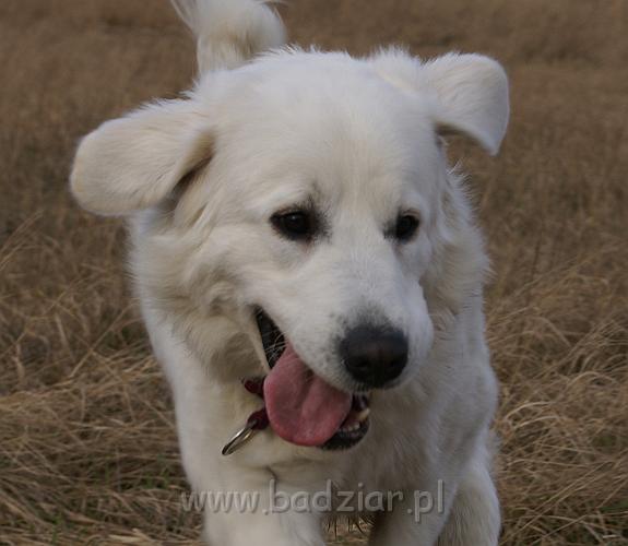 podhalan_09045.jpg - Owczarek Podhalański - KOKIETKA KESSI Badziar (14.5 miesiąca)