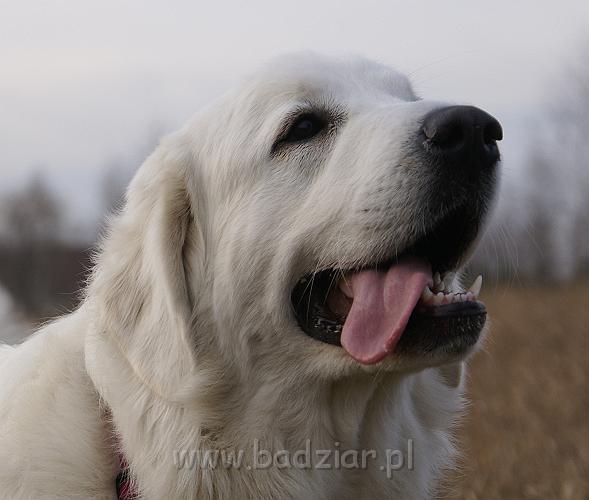 podhalan_09057.jpg - Owczarek Podhalański - KOKIETKA KESSI Badziar (14.5 miesiąca)