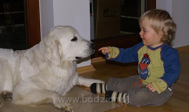 podhalan_09190.jpg - Owczarek Podhalański - KOKIETKA KESSI Badziar (15 miesięcy)