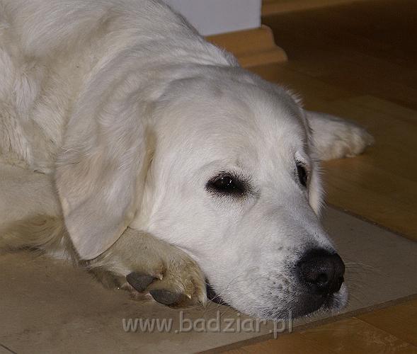 podhalan_09192.jpg - Owczarek Podhalański - KOKIETKA KESSI Badziar (15 miesięcy)