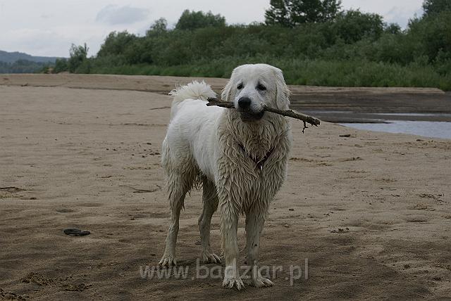 podhalan_09557.jpg - Owczarek Podhalański - KOKIETKA KESSI Badziar (9 miesięcy)