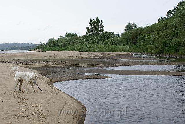 podhalan_09572.jpg - Owczarek Podhalański - KOKIETKA KESSI Badziar (9 miesięcy)