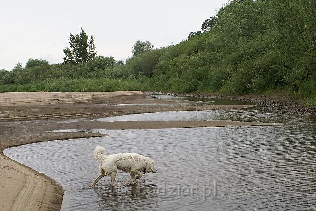 podhalan_09579.jpg - Owczarek Podhalański - KOKIETKA KESSI Badziar (9 miesięcy)