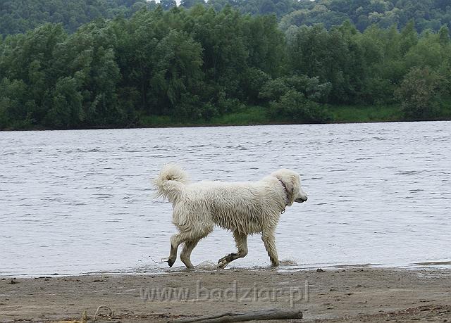 podhalan_09667.jpg - Owczarek Podhalański - KOKIETKA KESSI Badziar (9 miesięcy)