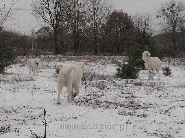 podhalan_9843.jpg - Owczarek Podhalański - od lewej: KOKIETKA KESSI Badziar (5 miesięcy), BAŁAMUTKA BEJA Badziar i PRZYMILNY PERS Badziar.