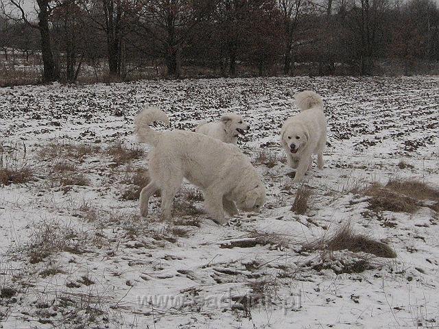 podhalan_9848.jpg - Owczarek Podhalański - KOKIETKA KESSI Badziar (5 miesięcy), BAŁAMUTKA BEJA Badziar i PRZYMILNY PERS Badziar.