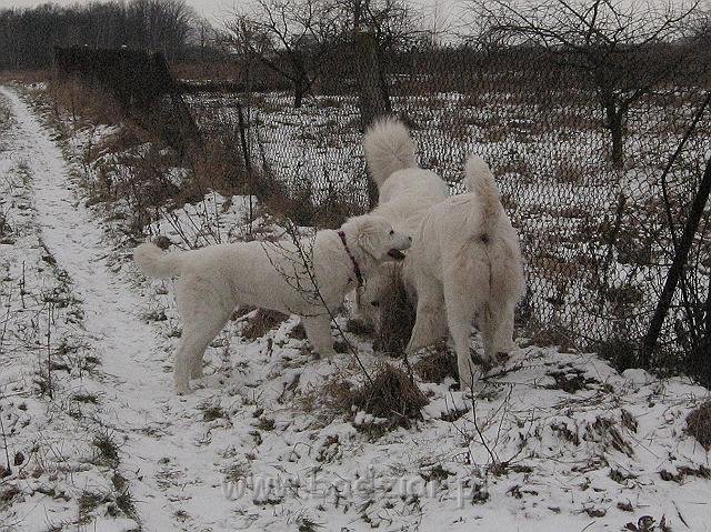podhalan_9850.jpg - Owczarek Podhalański - KOKIETKA KESSI Badziar (5 miesięcy), BAŁAMUTKA BEJA Badziar i PRZYMILNY PERS Badziar.