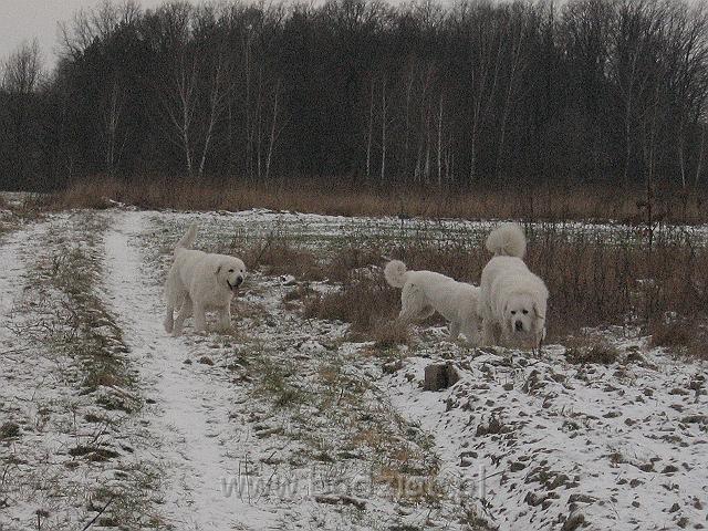 podhalan_9853.jpg - Owczarek Podhalański - od lewej: BAŁAMUTKA BEJA Badziar, KOKIETKA KESSI Badziar (5 miesięcy) i PRZYMILNY PERS Badziar.
