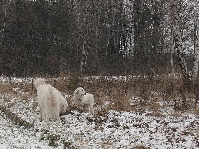 podhalan_9865.jpg - Owczarek Podhalański - KOKIETKA KESSI Badziar (5 miesięcy), BAŁAMUTKA BEJA Badziar i PRZYMILNY PERS Badziar.