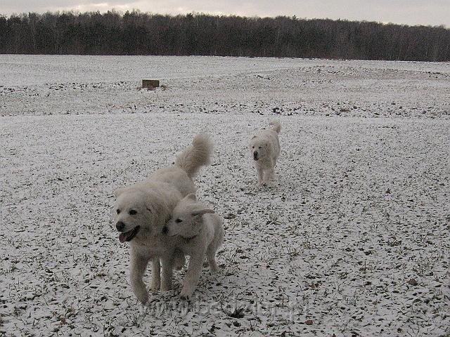 podhalan_9880.jpg - Owczarek Podhalański -  PRZYMILNY PERS Badziar i KOKIETKA KESSI Badziar (5 miesięcy), z tyłu: BAŁAMUTKA BEJA Badziar.