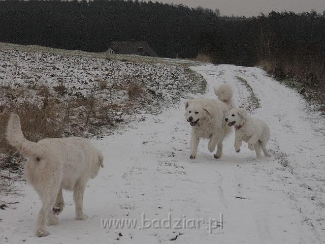 podhalan_9883.jpg - Owczarek Podhalański - po prawej: PRZYMILNY PERS Badziar i KOKIETKA KESSI Badziar (5 miesięcy), po lewej: BAŁAMUTKA BEJA Badziar.