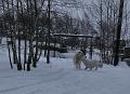 owczarekpodhalanski_0138