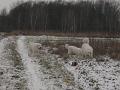 podhalan_9853