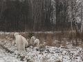 podhalan_9865