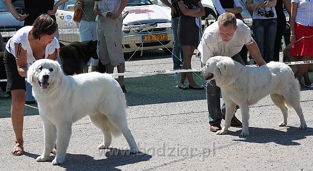 1grupasizstade_2009_035.jpg - Owczarek Podhalański - po lewej - KUM KARAVAGIO Badziar (10 miesięcy)