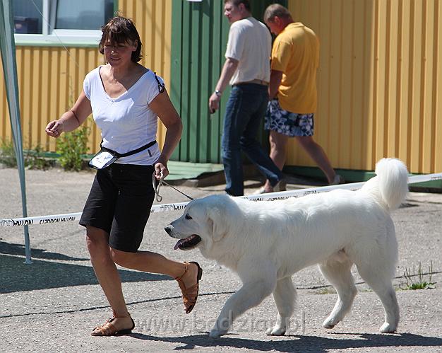 1grupasizstade_2009_041.jpg - Owczarek Podhalański - KUM KARAVAGIO Badziar (10 miesięcy)