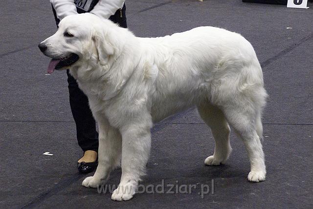 655179_g5AZKq.jpeg - Owczarek Podhalański - KUM KARAVAGIO Badziar (9 miesięcy)