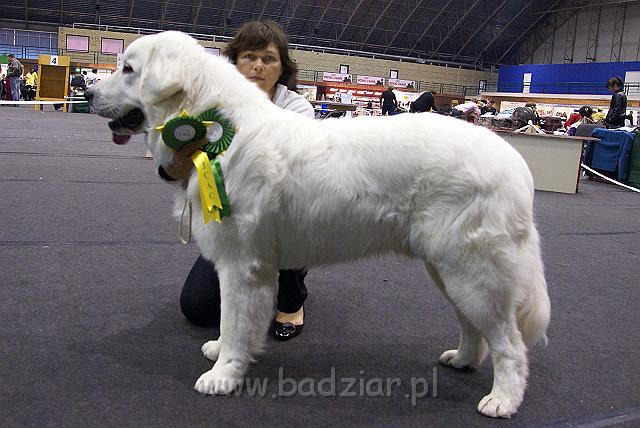 655185_oHfXH5.jpeg - Owczarek Podhalański - KUM KARAVAGIO Badziar (9 miesięcy)