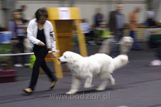 655199_HMGsEF.jpeg - Owczarek Podhalański - KUM KARAVAGIO Badziar (9 miesięcy)
