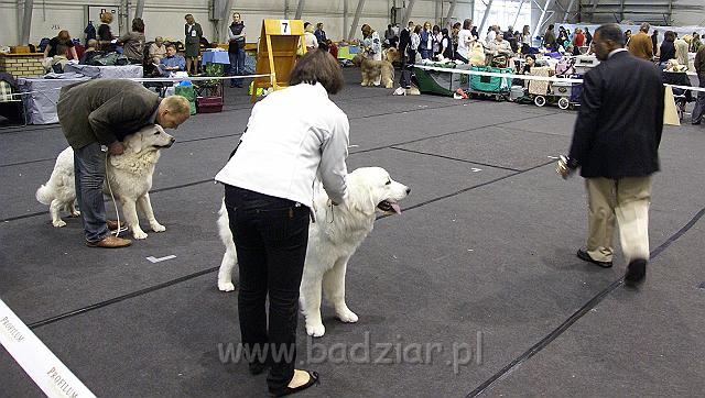 655213_tRGp1C.jpeg - Owczarek Podhalański - KUM KARAVAGIO Badziar (9 miesięcy) (po prawej)