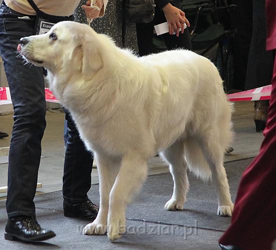 CACIB_Vilna09_013.JPG - Owczarek Podhalański - KUM KARAVAGIO Badziar (13,5 miesięcy)