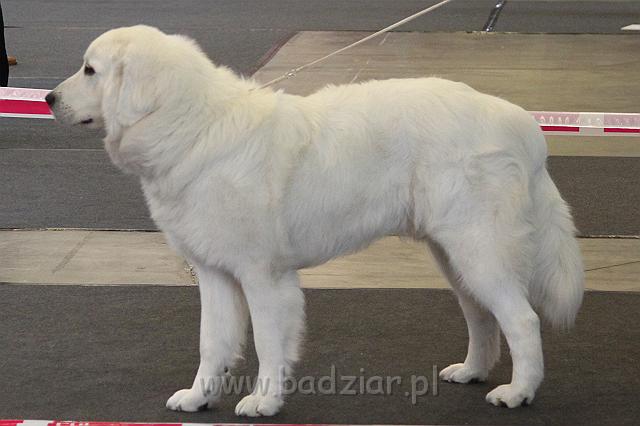 CACIB_Vilna09_035.JPG - Owczarek Podhalański - KUM KARAVAGIO Badziar (13,5 miesięcy)