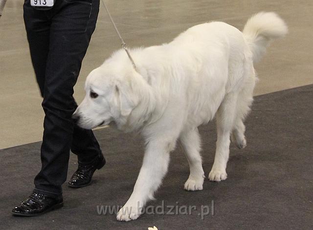 CACIB_Vilna09_067.JPG - Owczarek Podhalański - KUM KARAVAGIO Badziar (13,5 miesięcy)