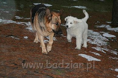 Karavag0002.jpg - Owczarek Podhalański - KUM KARAVAGIO Badziar (3 miesięczny)