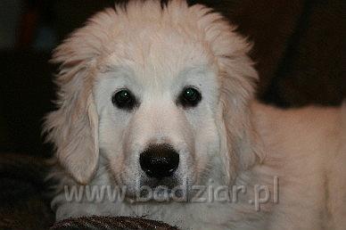 Karavag0006.jpg - Owczarek Podhalański - KUM KARAVAGIO Badziar (3 miesięczny)